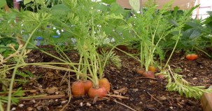 Havuç en iyi hangi ayda ekilir?